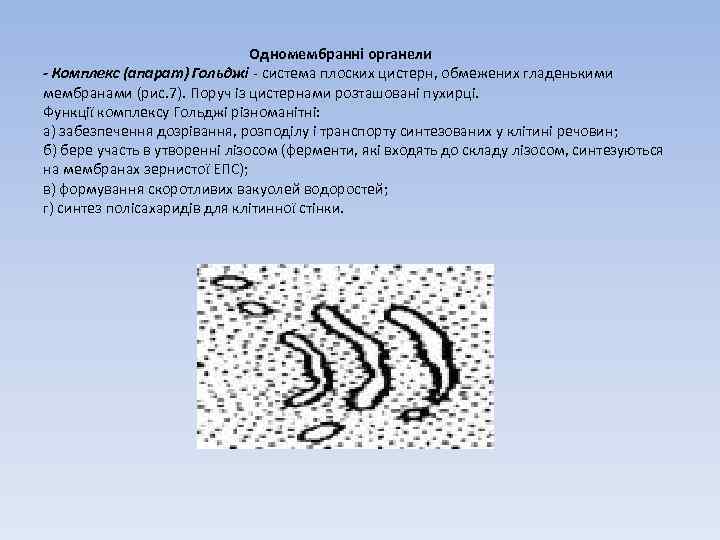 Одномембранні органели - Комплекс (апарат) Гольджі - система плоских цистерн, обмежених гладенькими мембранами (рис.