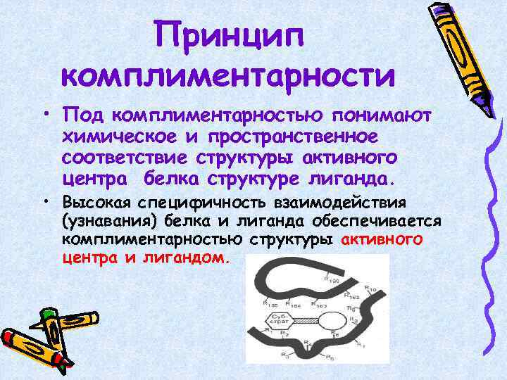 Принцип комплиментарности • Под комплиментарностью понимают химическое и пространственное соответствие структуры активного центра белка