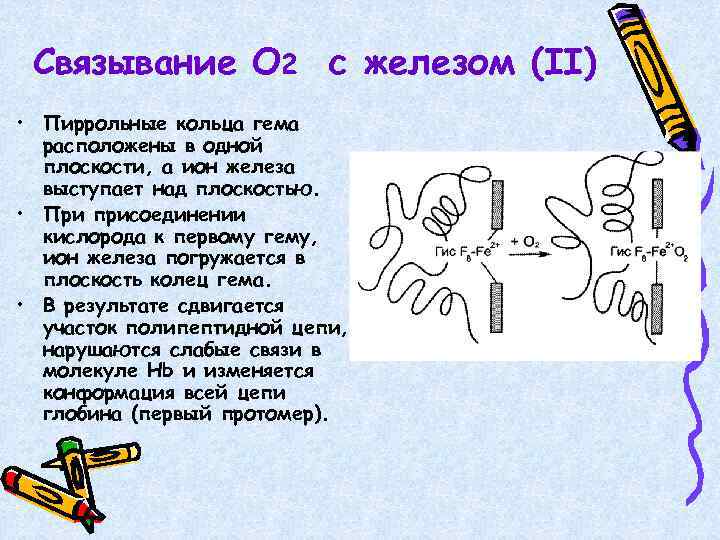 Связывание О 2 с железом (II) • Пиррольные кольца гема расположены в одной плоскости,