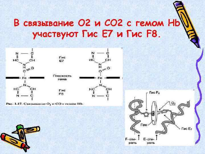 В связывание О 2 и СО 2 с гемом Hb участвуют Гис Е 7