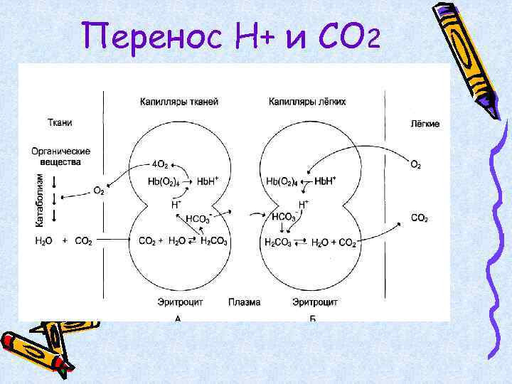Перенос Н+ и СО 2 