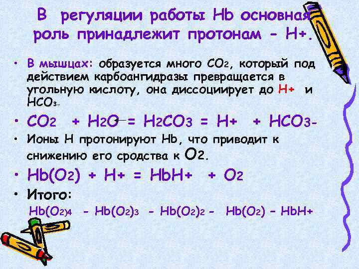 В регуляции работы Нb основная роль принадлежит протонам - Н+. • В мышцах: образуется