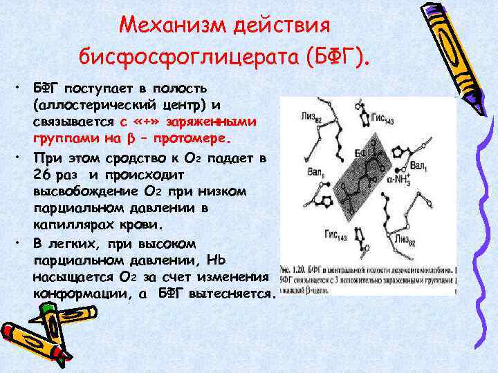 Механизм действия бисфосфоглицерата (БФГ). • БФГ поступает в полость (аллостерический центр) и связывается с