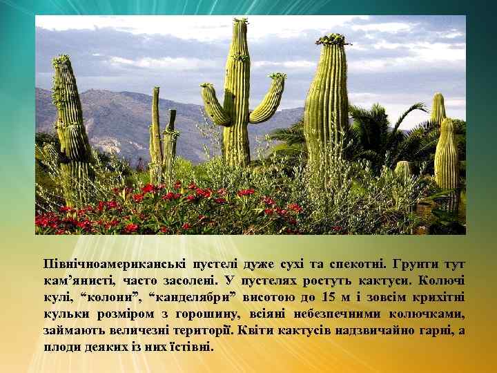 Північноамериканські пустелі дуже сухі та спекотні. Грунти тут кам’янисті, часто засолені. У пустелях ростуть