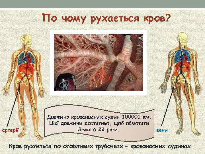 По чому рухається кров? артерії Довжина кровоносних судин 100000 км. Цієї довжини достатньо, щоб