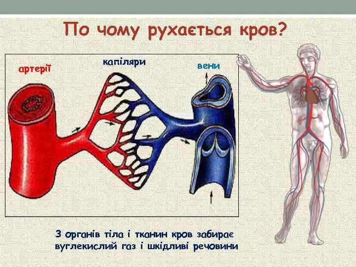 артерії капіляри вени З органів тіла і тканин кров забирає вуглекислий газ і шкідливі