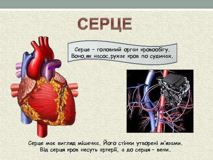СЕРЦЕ Серце – головний орган кровообігу. Воно, як насос, рухає кров по судинах. Серце