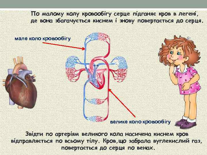 По малому колу кровообігу серце підганяє кров в легені, де вона збагачується киснем і