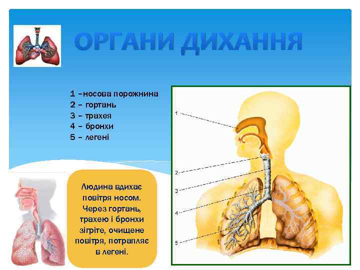 ОРГАНИ ДИХАННЯ 1 –носова порожнина 2 – гортань 3 – трахея 4 – бронхи