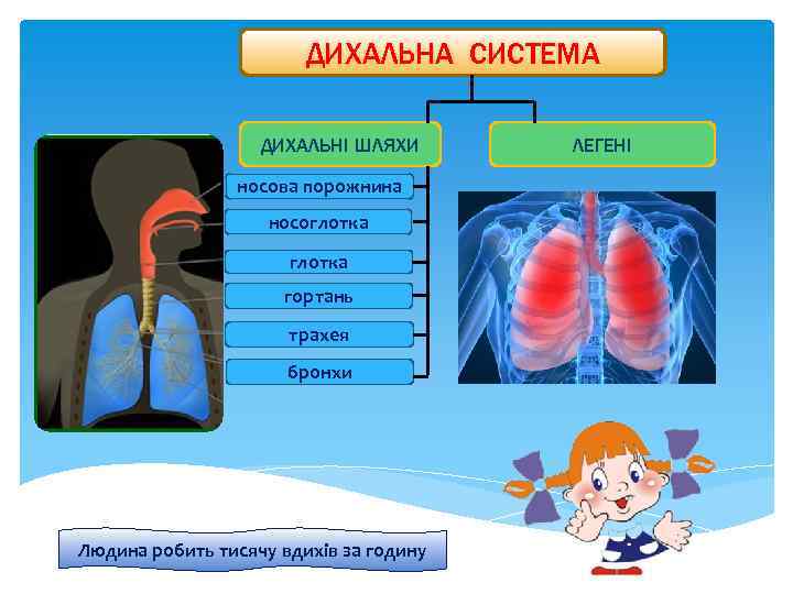 ДИХАЛЬНА СИСТЕМА ДИХАЛЬНІ ШЛЯХИ носова порожнина носоглотка гортань трахея бронхи Людина робить тисячу вдихів