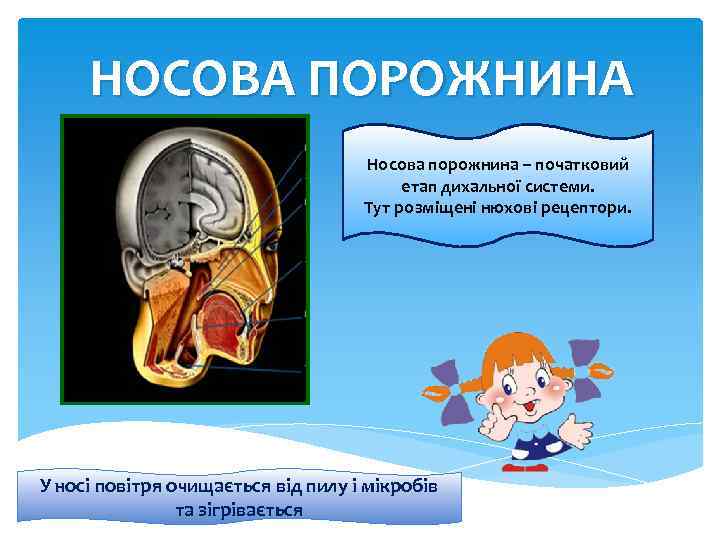 НОСОВА ПОРОЖНИНА Носова порожнина – початковий етап дихальної системи. Тут розміщені нюхові рецептори. У