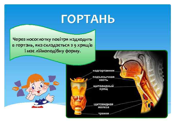 ГОРТАНЬ Через носоглотку повітря надходить в гортань, яка складається з 9 хрящів і має