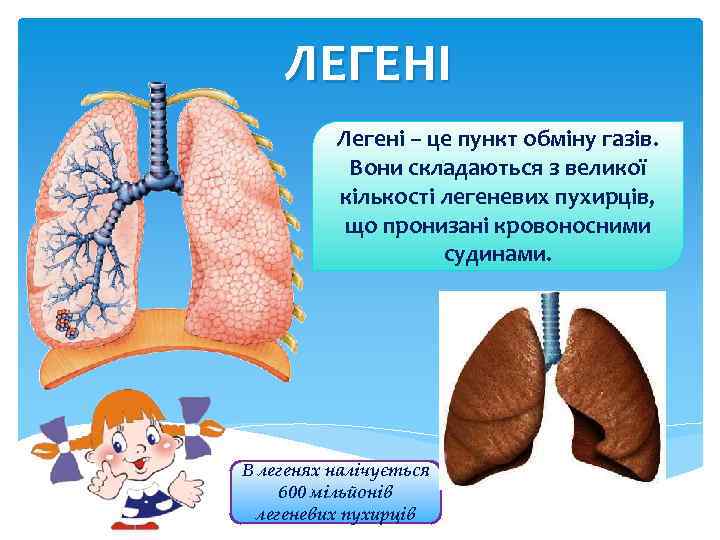 ЛЕГЕНІ Легені – це пункт обміну газів. Вони складаються з великої кількості легеневих пухирців,