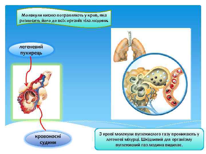 Молекули кисню потрапляють у кров, яка розносить його до всіх органів тіла людини. З