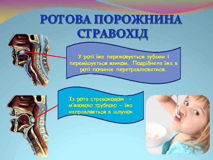 РОТОВА ПОРОЖНИНА СТРАВОХІД У роті їжа пережовується зубами і перемішується язиком. Подрібнена їжа в