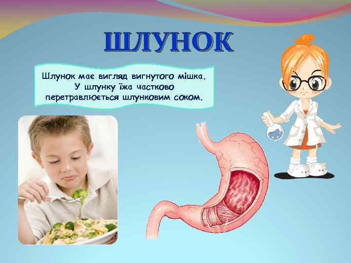 ШЛУНОК Шлунок має вигляд вигнутого мішка. У шлунку їжа частково перетравлюється шлунковим соком. 