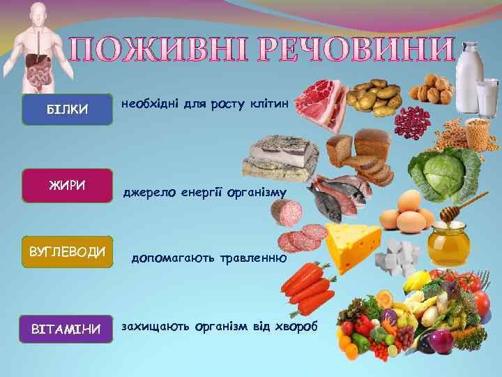 ПОЖИВНІ РЕЧОВИНИ БІЛКИ ЖИРИ ВУГЛЕВОДИ ВІТАМІНИ необхідні для росту клітин джерело енергії організму допомагають