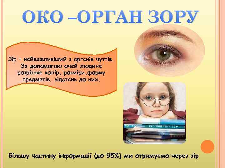 ОКО –ОРГАН ЗОРУ Зір – найважливіший з органів чуттів. За допомогою очей людина розрізняє