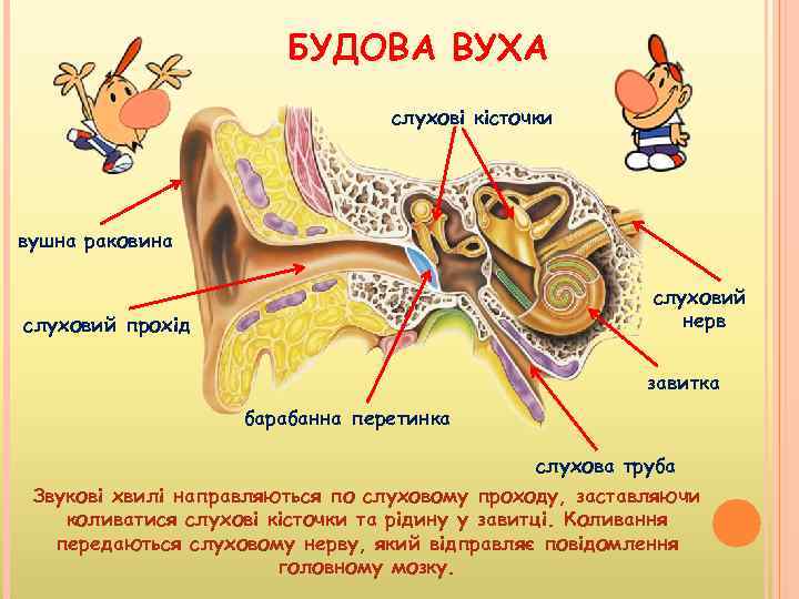 БУДОВА ВУХА слухові кісточки вушна раковина слуховий нерв слуховий прохід завитка барабанна перетинка слухова