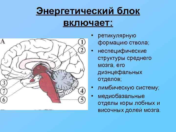 Структура головного мозга включает. 1 Блок мозга ретикулярная формация. 1 Блок головного мозга по Лурия функции. Энергетический блок блок регуляции активности мозга. Энергетический блок или блок регуляции уровня активности мозга это.