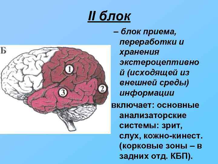 Энергетический блок мозга блок регуляции тонуса и бодрствования презентация