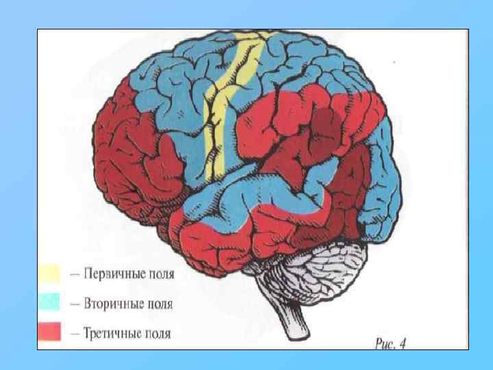 Высшие психические функции картинки