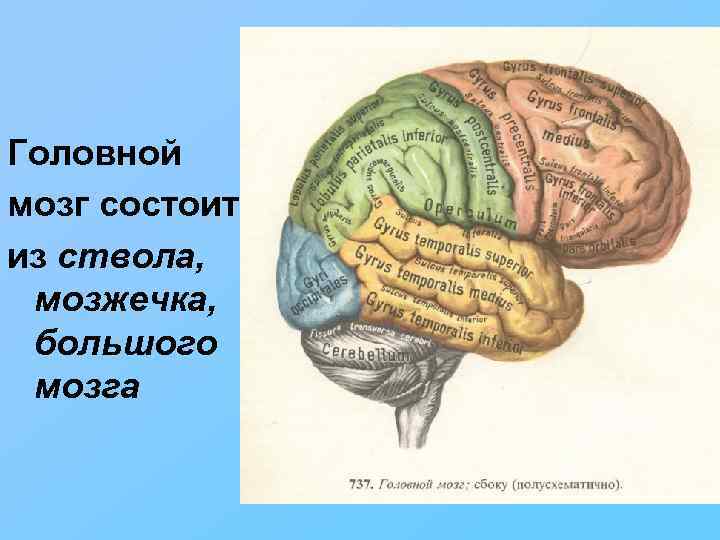 Картинки ствол головного мозга