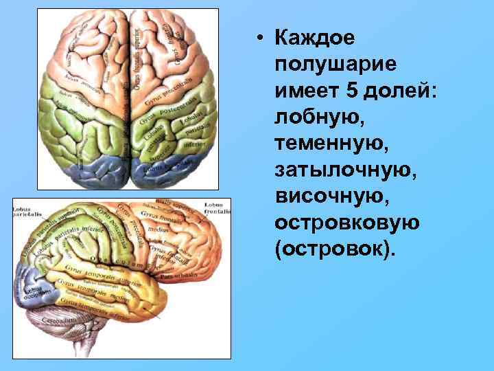  • Каждое полушарие имеет 5 долей: лобную, теменную, затылочную, височную, островковую (островок). 