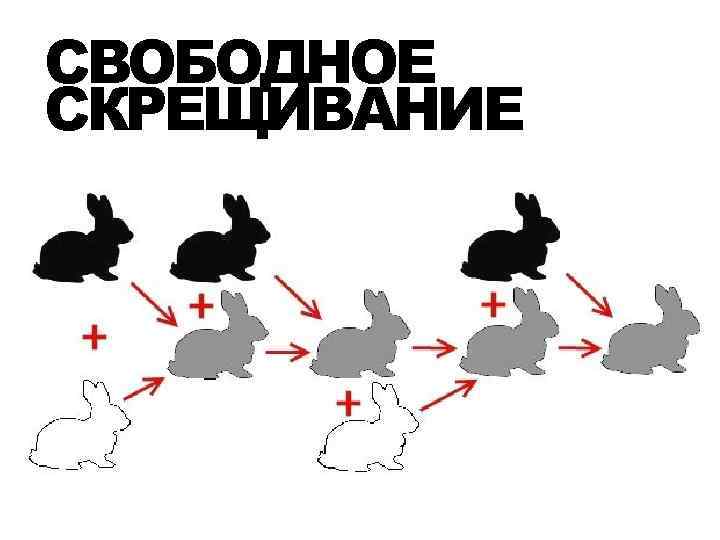 Свободное скрещивание. Размножение кроликов скрещивание. Схема скрещивания кроликов. Селекция кроликов схема.