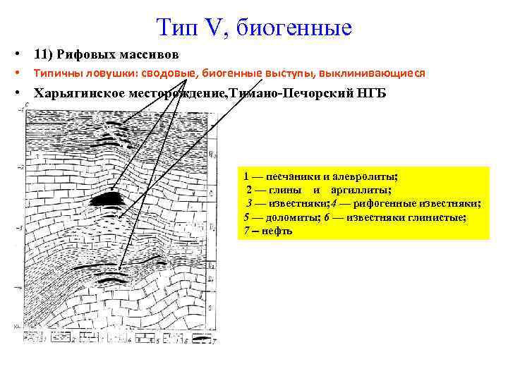 Тип V, биогенные • 11) Рифовых массивов • Типичны ловушки: сводовые, биогенные выступы, выклинивающиеся