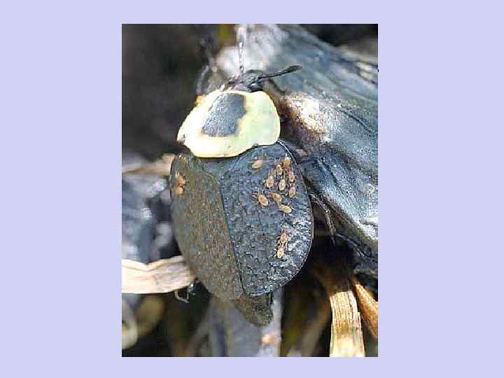 Клещи на теле мертвоедов 