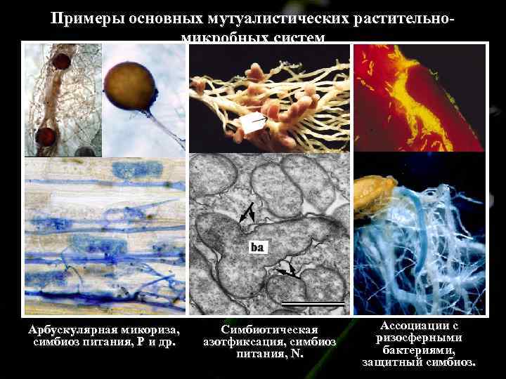 Примеры основных мутуалистических растительномикробных систем Арбускулярная микориза, симбиоз питания, P и др. Симбиотическая азотфиксация,