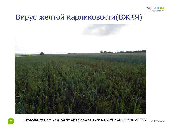 Вирус желтой карликовости(ВЖКЯ) 2 Отмечаются случаи снижения урожая ячменя и пшеницы выше 30 %