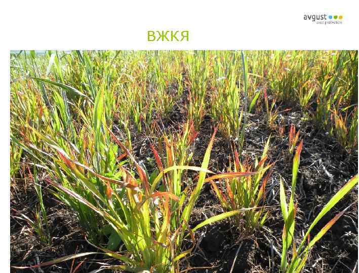 ВЖКЯ 6 Название презентации 2/16/2018 