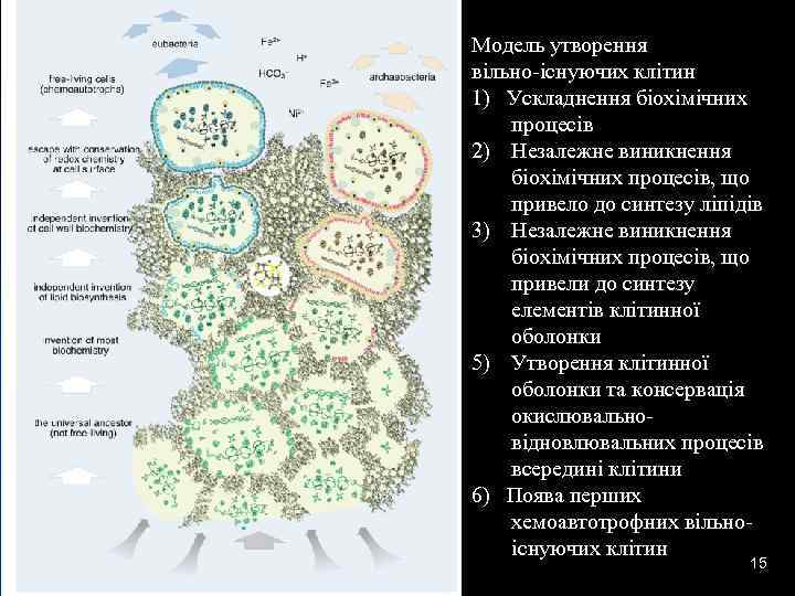 17. 02. 2018 Модель утворення вільно-існуючих клітин 1) Ускладнення біохімічних процесів 2) Незалежне виникнення