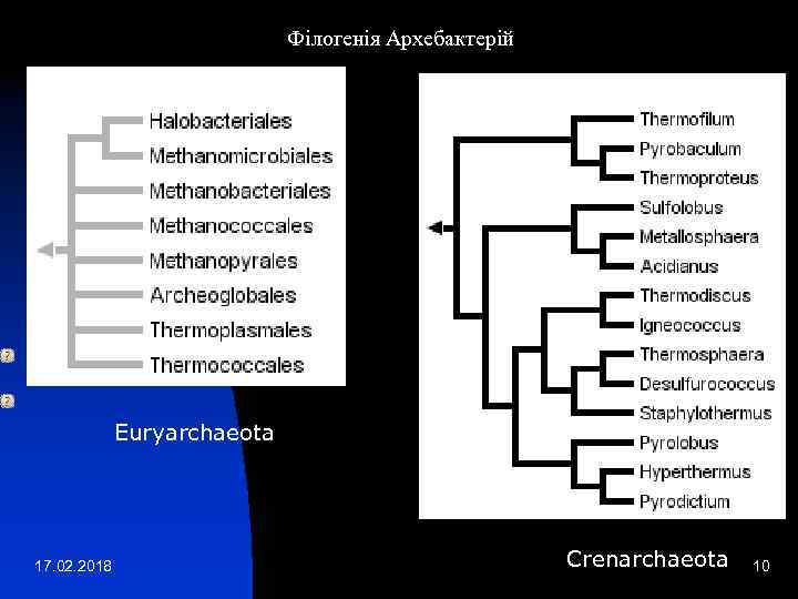 Філогенія Архебактерій Euryarchaeota 17. 02. 2018 Crenarchaeota 10 