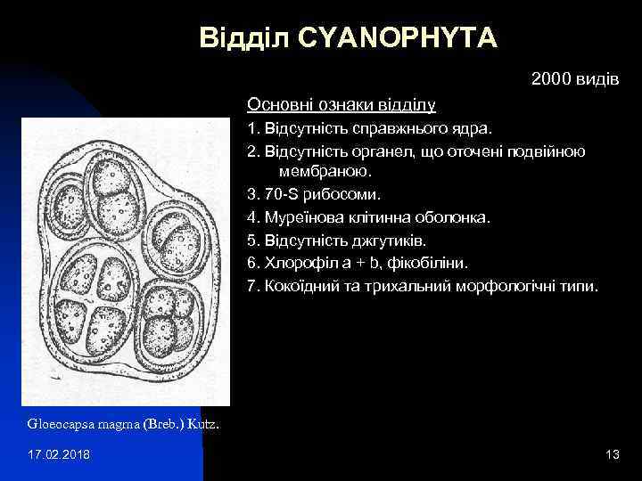 Відділ СYANOPHYTA 2000 видів Основні ознаки відділу 1. Відсутність справжнього ядра. 2. Відсутність органел,