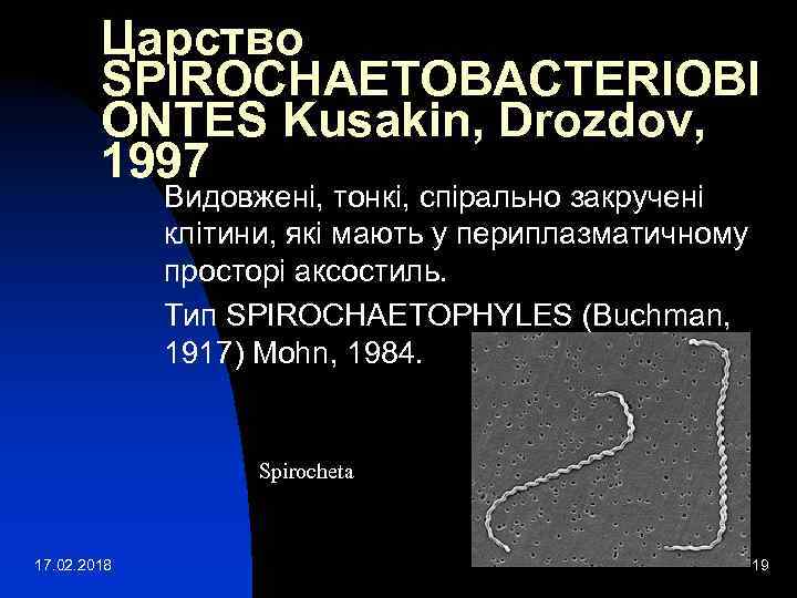 Царство SPIROCHAETOBACTERIOBI ONTES Kusakin, Drozdov, 1997 Видовжені, тонкі, спірально закручені клітини, які мають у