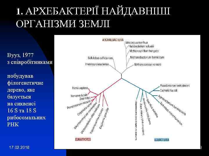 1. АРХЕБАКТЕРІЇ НАЙДАВНІШІ ОРГАНІЗМИ ЗЕМЛІ Вууз, 1977 з співробітниками побудував філогенетичне дерево, яке базується
