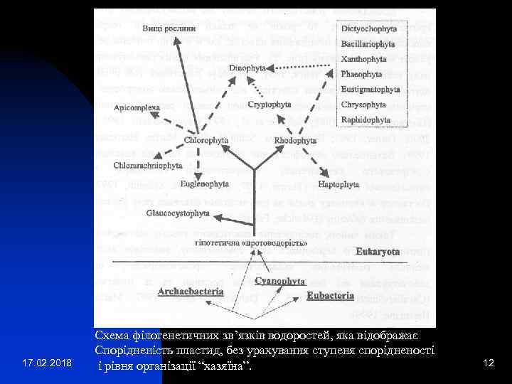 17. 02. 2018 Схема філогенетичних зв’язків водоростей, яка відображає Спорідненість пластид, без урахування ступеня