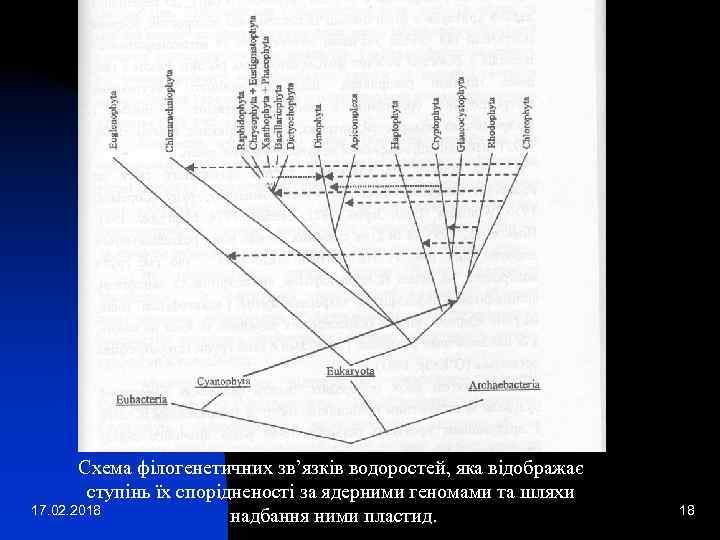 Схема філогенетичних зв’язків водоростей, яка відображає ступінь їх спорідненості за ядерними геномами та шляхи