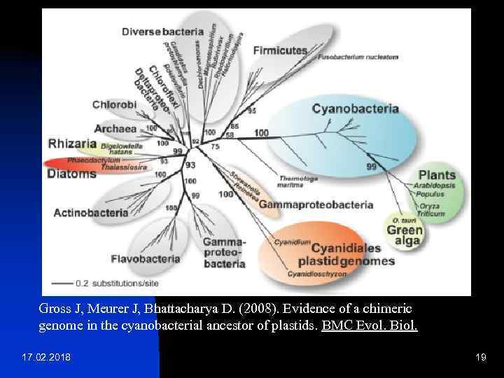 Gross J, Meurer J, Bhattacharya D. (2008). Evidence of a chimeric genome in the