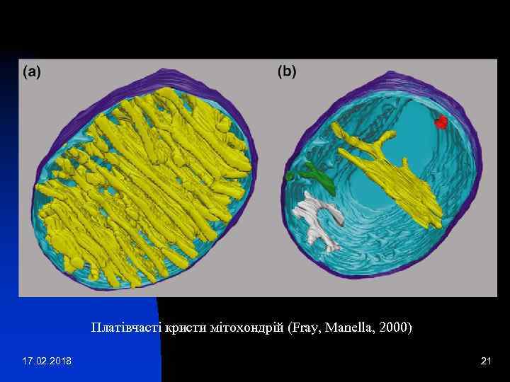 Платівчасті кристи мітохондрій (Fray, Manella, 2000) 17. 02. 2018 21 