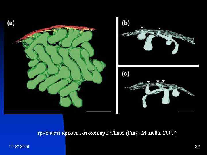 трубчасті кристи мітохондрії Chaos (Fray, Manella, 2000) 17. 02. 2018 22 