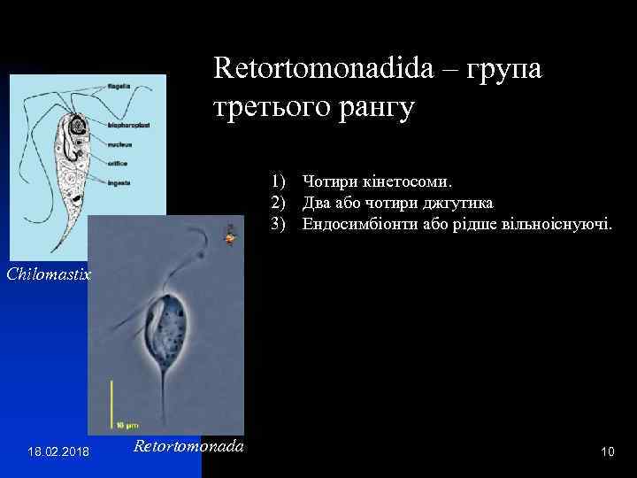 Retortomonadida – група третього рангу 1) Чотири кінетосоми. 2) Два або чотири джгутика 3)