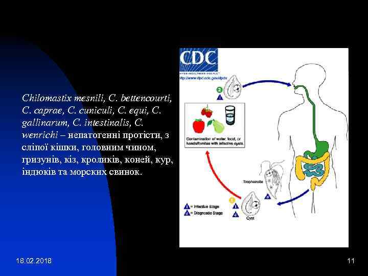 Chilomastix mesnili, C. bettencourti, C. caprae, C. cuniculi, C. equi, C. gallinarum, C. intestinalis,