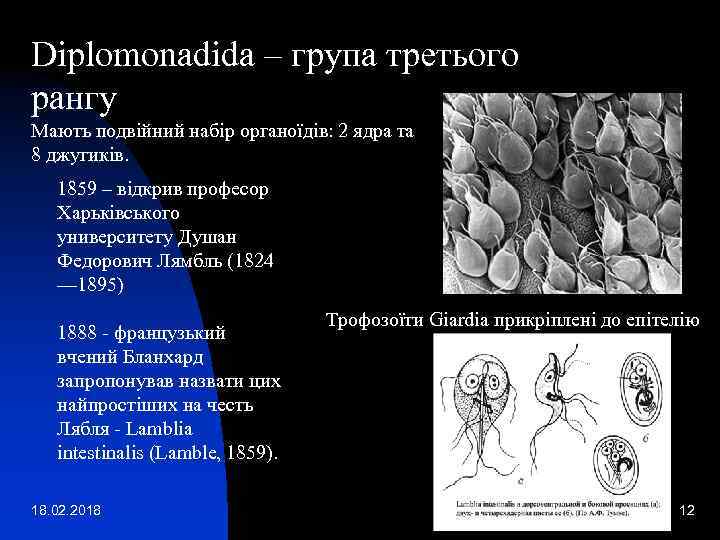 Diplomonadida – група третього рангу Мають подвійний набір органоїдів: 2 ядра та 8 джугиків.