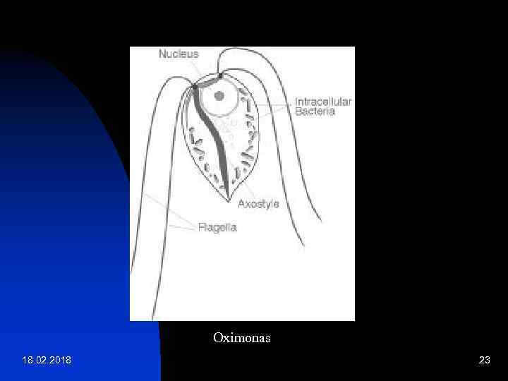 Oximonas 18. 02. 2018 23 