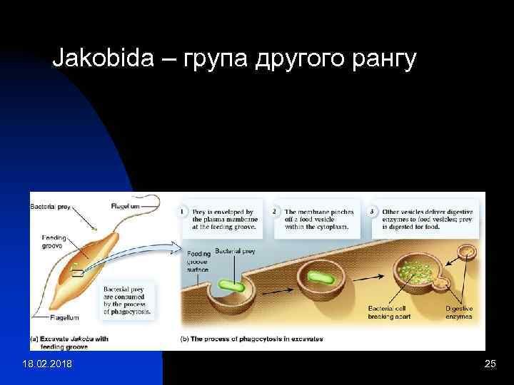 Jakobida – група другого рангу 18. 02. 2018 25 
