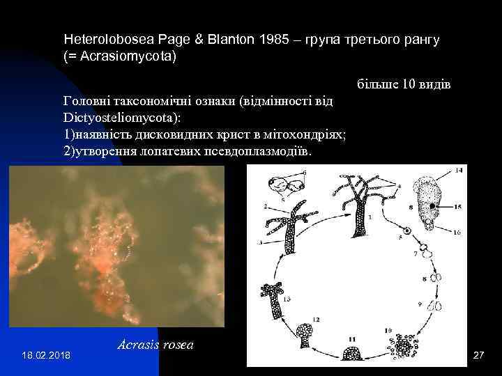 Heterolobosea Page & Blanton 1985 – група третього рангу (= Acrasiomycota) більше 10 видів